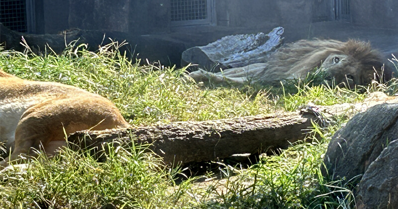 天王寺動物園　寝そべるライオン