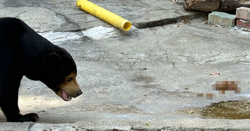 天王寺動物園　マレーグマ