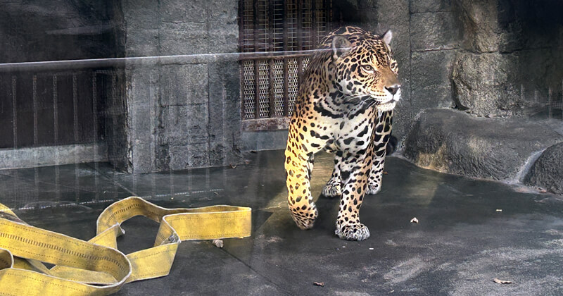 天王寺動物園　ジャガー