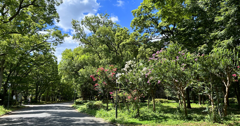 夏の大阪城公園